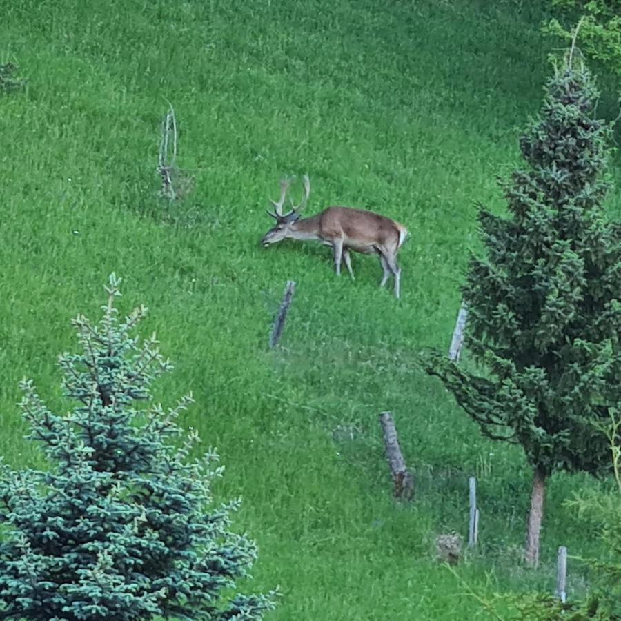 Penzion Duhovy Pstruh Bystrá Exteriér fotografie